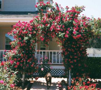 Red Rose Arch